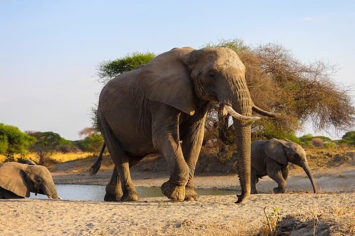 Full-Day Tarangire Safari from Arusha — Elephants, Baobabs & Birds photo 6