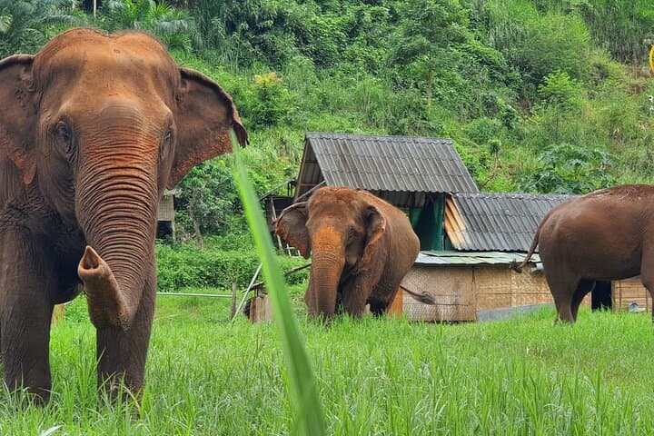 Ethical Elephant Observation at Ran-Tong Save & Rescue Centre — Chiang Mai Day Tour
