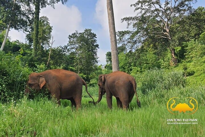 Ethical Elephant Observation at Ran-Tong Save & Rescue Centre — Chiang Mai Day Tour photo 2
