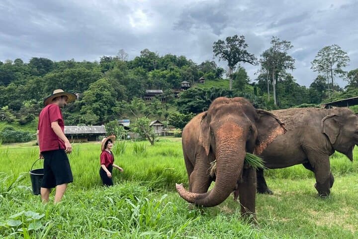 Ethical Elephant Observation at Ran-Tong Save & Rescue Centre — Chiang Mai Day Tour photo 4