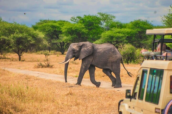 2-Day Safari: Ngorongoro Crater & Tarangire from Zanzibar photo 2