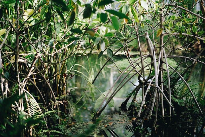 Private Kayak Morning on Krabi's Nong Taley Canal — Guided Mangrove Paddle photo 3