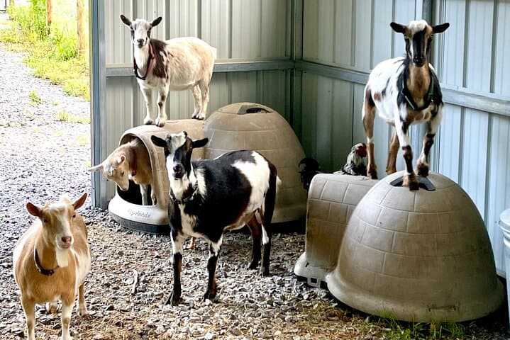 Hendersonville Gem Mining & Goat Farm Walk — Family-Friendly Mining, Aviary & Crystal Shop photo 2
