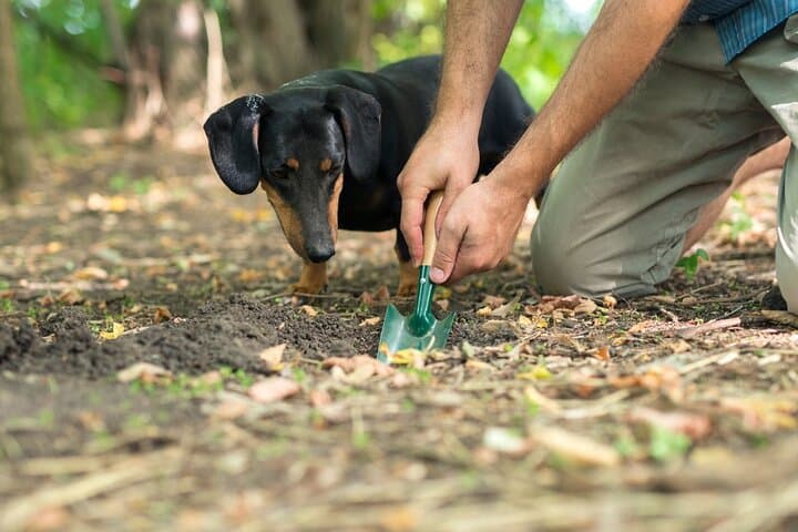 Private Truffle Hunting and Tuscan Lunch from Florence photo 5