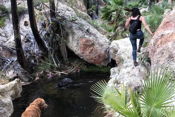 Hike the Desert Palm Oases of San Carlos with a Local Biologist