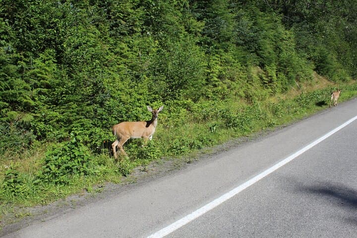 Ketchikan Native Cultural and Wildlife Tour: Totems, Bears & Eagles photo 4