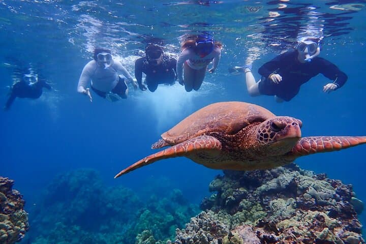 Clear Kayak and Snorkel at Turtle Town Maui — Paddle with Honu photo 3