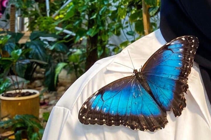 Explore Dubai Butterfly Garden: Inside the World's Largest Covered Butterfly Domes photo 5
