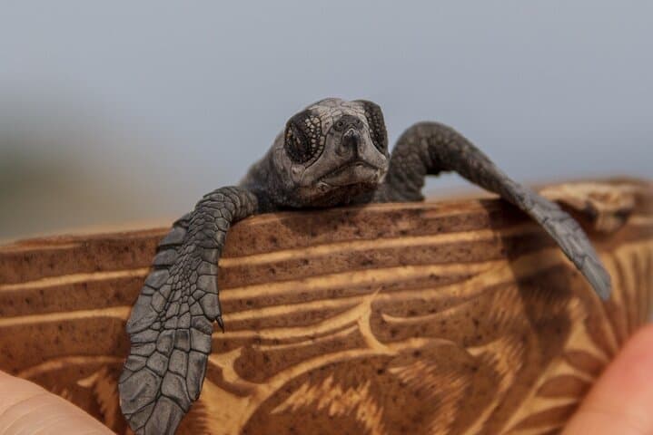 Huatulco Turtle Release & Manialtepec Bioluminescence Night Tour photo 3