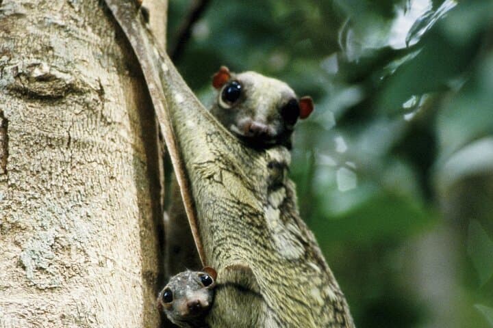 Langkawi Rainforest Afterdark: Night Wildlife Drive & Gunung Raya Walk photo 6