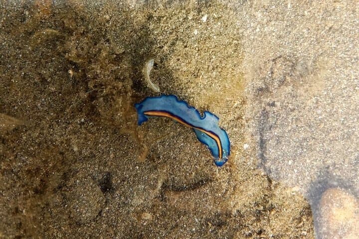 Desaru Coast Tidepool Walk: Beachlife & Tidepool Discovery in Johor