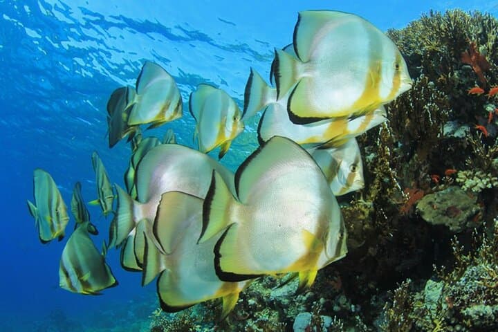 Ras Mohammed National Park Snorkeling Day Trip from Sharm El Sheikh