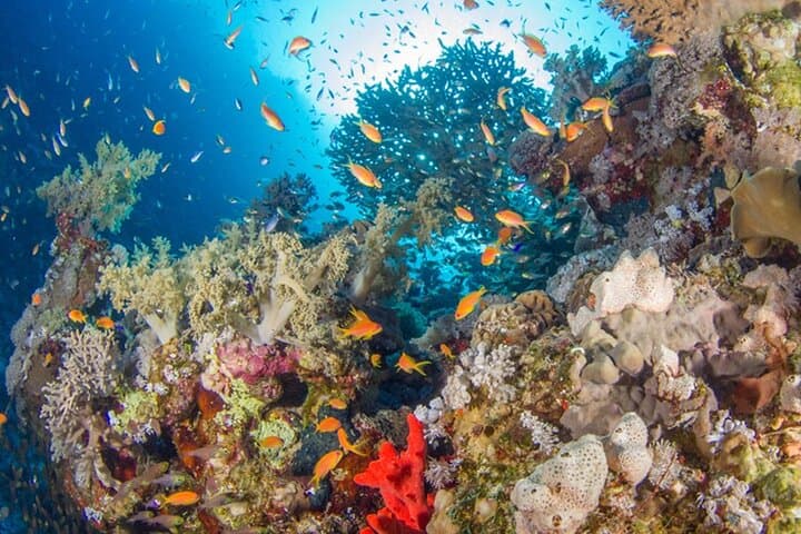 Ras Mohammed National Park Snorkeling Day Trip from Sharm El Sheikh photo 3