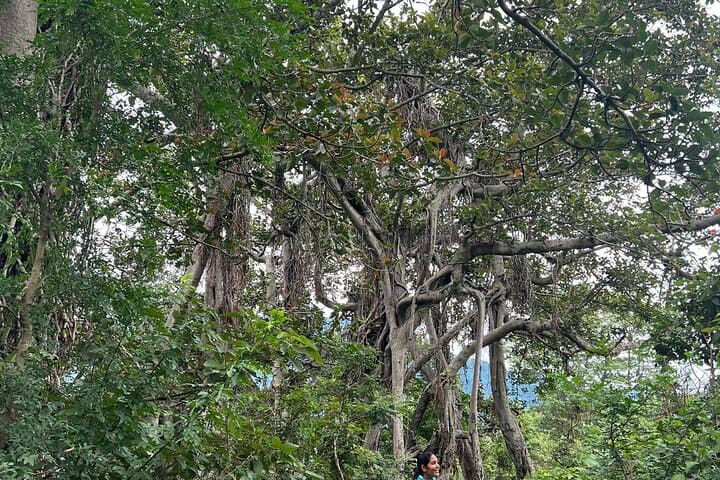 4-Day Moderate Himalayan Treks From Delhi to Rishikesh: Kunjapuri & Patho Village photo 5