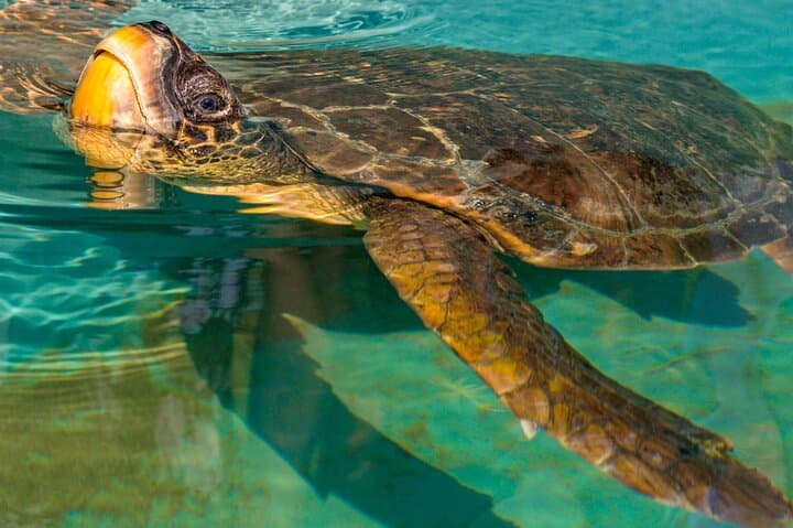 Half-Day Dalyan Boat Trip to Kaunos, Iztuzu Turtle Beach & Mud Baths photo 5