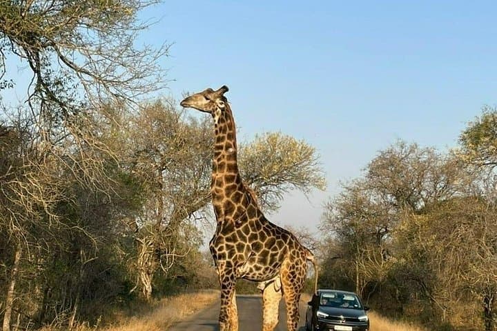 3-Day Kruger National Park Big Five Safari from Johannesburg photo 1