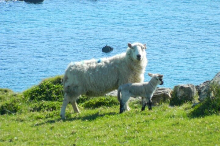 Full-Day Private Tour to Dingle & Slea Head Drive — Scenic Dingle Peninsula photo 6