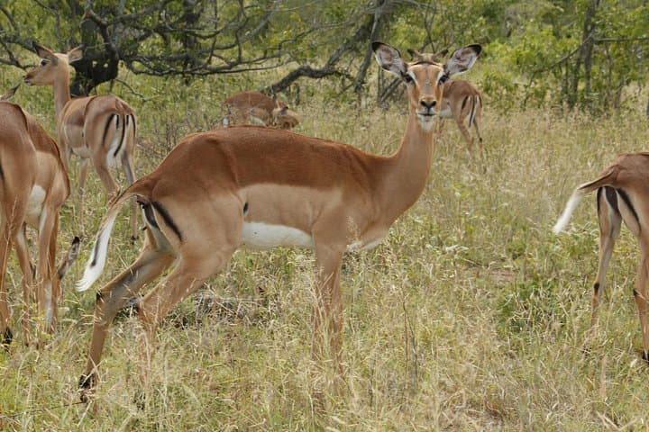 3-Day Kruger National Park Big Five Safari from Johannesburg photo 3