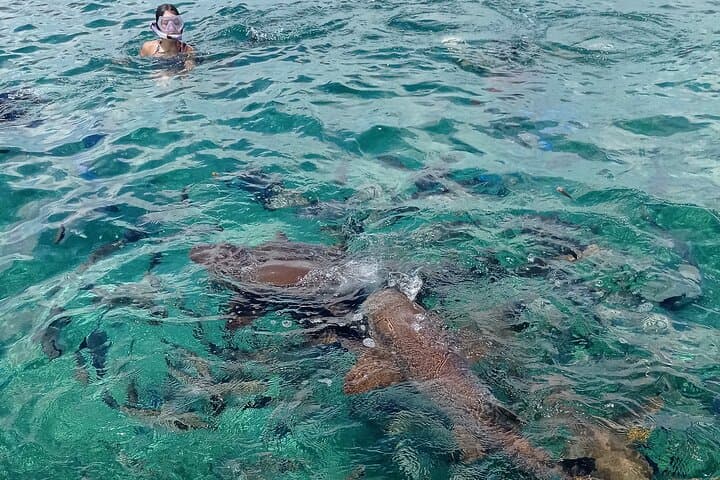 Private Snorkeling Hol Chan Marine Reserve & Shark Ray Alley – Ambergris Caye photo 2