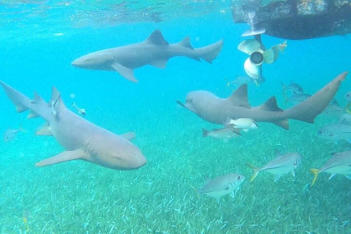 Private Snorkeling Hol Chan Marine Reserve & Shark Ray Alley – Ambergris Caye photo 3