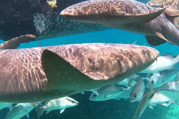 Private Snorkeling Hol Chan Marine Reserve & Shark Ray Alley – Ambergris Caye photo 5