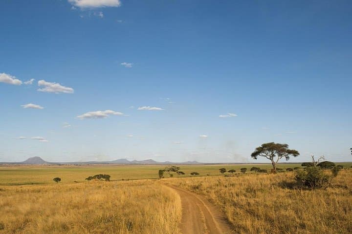 Day Trip Safari to Tarangire National Park — Elephants, Baobabs & Big Cats photo 6