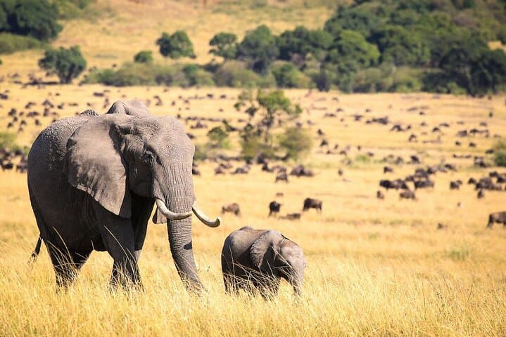10-Day Kenya & Tanzania Wildlife Safari: Big Five, Serengeti Migration and Ngorongoro Crater photo 5