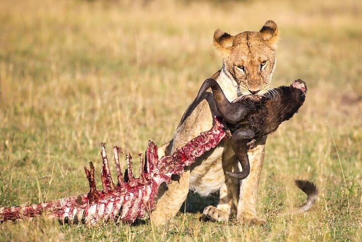 10-Day Kenya & Tanzania Wildlife Safari: Big Five, Serengeti Migration and Ngorongoro Crater photo 6