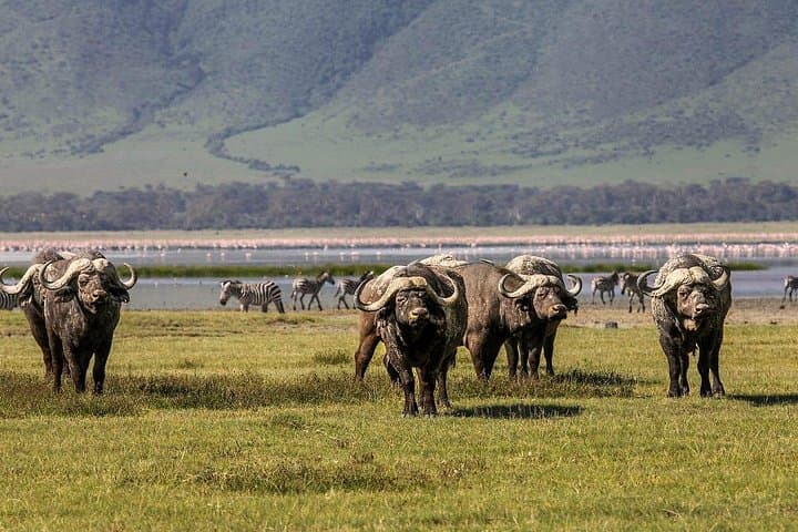 Ngorongoro Crater Day Trip: Safari Inside a 19km Volcanic Caldera photo 6