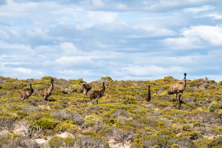 Port Lincoln Full-Day 4WD and Wildlife Exploration — Lincoln National Park & Whalers Way