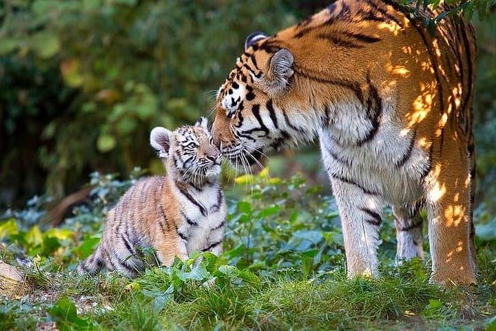 Golden Triangle and Ranthambore: 4-Day Private Tiger Safari from Delhi