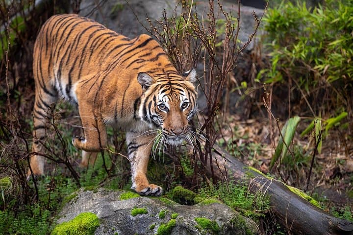 Ranthambore Tiger Safari from Delhi — 3-Day Wildlife & Fort Tour photo 3