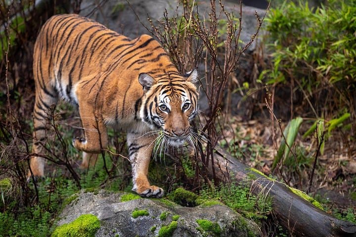 Private Taj Mahal and Ranthambore Safari: 4-Day Tour from Delhi photo 1