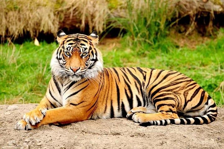 Private Taj Mahal and Ranthambore Safari: 4-Day Tour from Delhi photo 2
