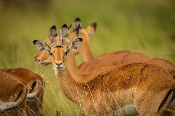 Amboseli National Park Full-Day Safari from Nairobi — Elephants, Big Game & Kilimanjaro Views photo 4