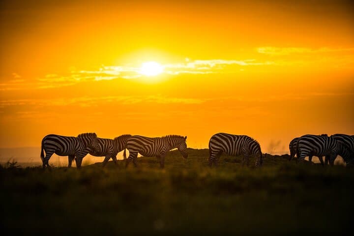 Amboseli National Park Full-Day Safari from Nairobi — Elephants, Big Game & Kilimanjaro Views photo 5