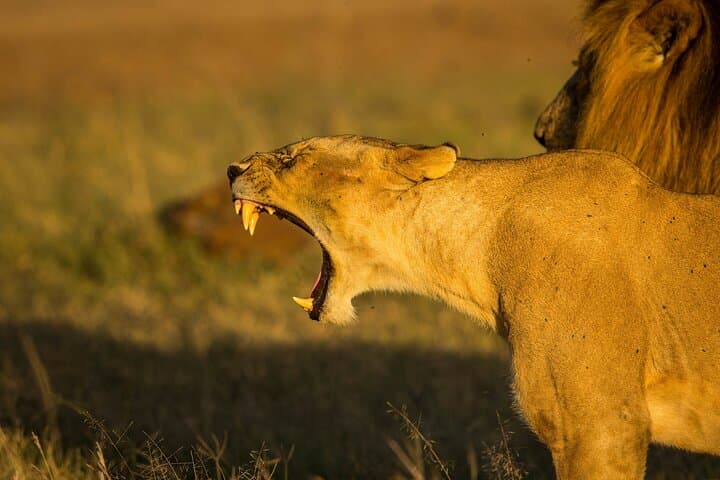 Amboseli National Park Full-Day Safari from Nairobi — Elephants, Big Game & Kilimanjaro Views photo 6