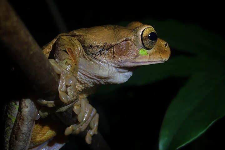 Arenal Night Walk: Guided Biological Reserve Nocturnal Wildlife Tour photo 3