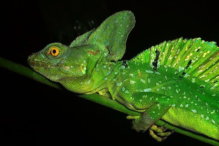 Arenal Night Walk: Guided Biological Reserve Nocturnal Wildlife Tour photo 5