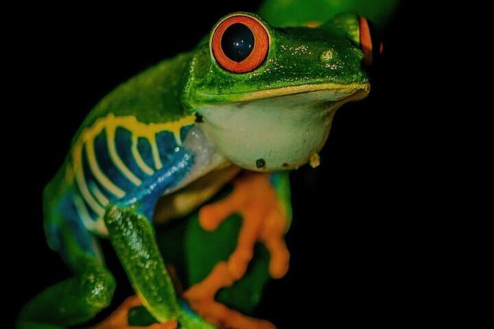 Arenal Night Walk: Guided Biological Reserve Nocturnal Wildlife Tour photo 2