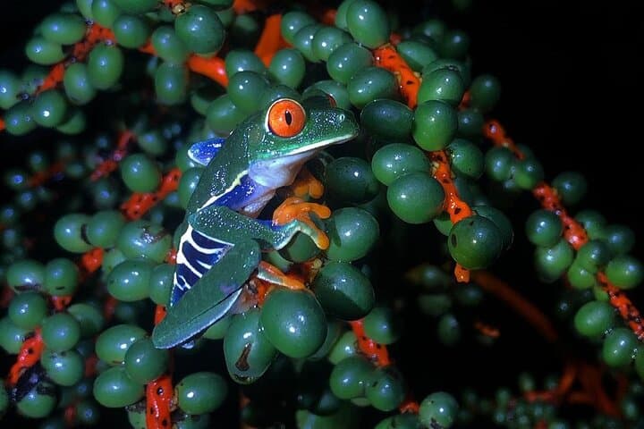 Arenal Night Walk: Guided Biological Reserve Nocturnal Wildlife Tour photo 4