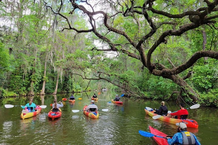 Half-Day Kayak & Paddleboard on Florida's Dora Canal — Tavares Rentals and Wildlife Paddle photo 1