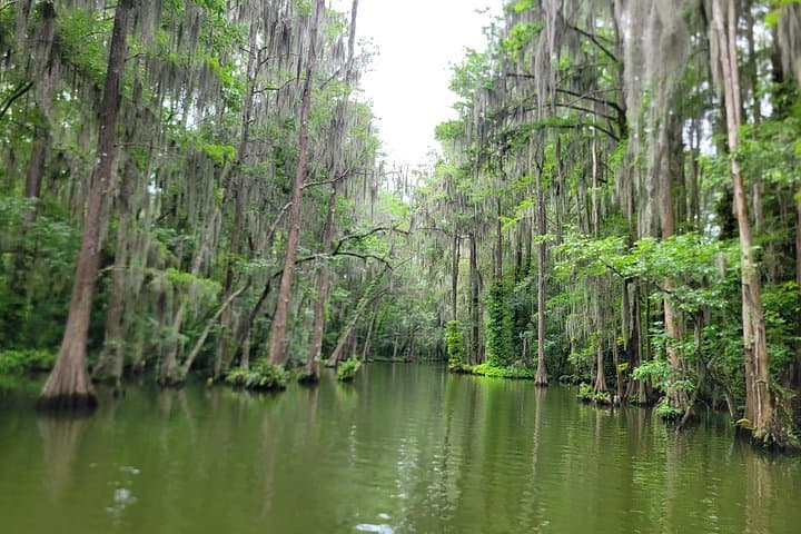 Half-Day Kayak & Paddleboard on Florida's Dora Canal — Tavares Rentals and Wildlife Paddle photo 2