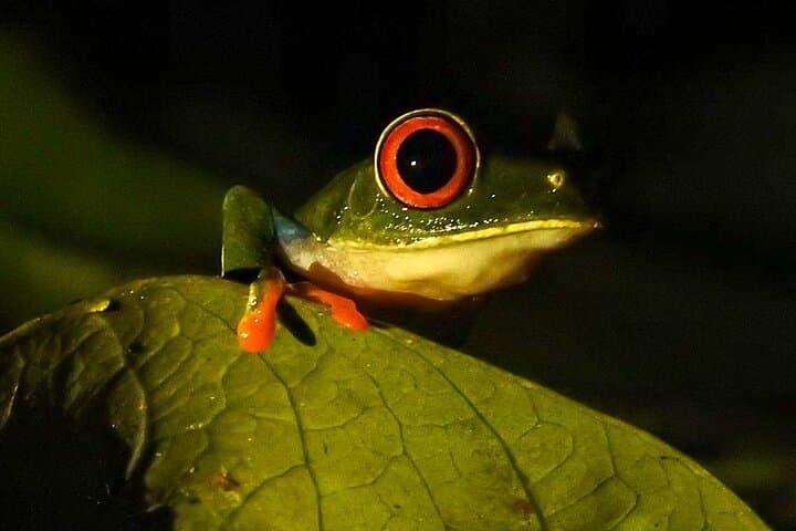 Rio Celeste Night Walk at Tenorio Volcano — Guided Nocturnal Wildlife Experience photo 2