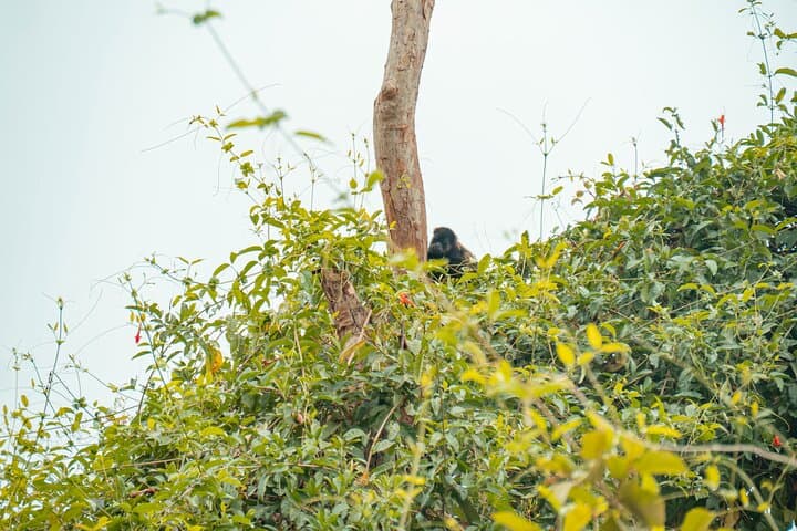 Howling Monkeys of Cerro Blanco: Private Guided Tour from Guayaquil photo 2