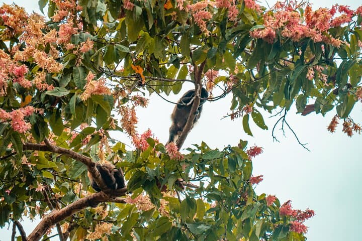 Howling Monkeys of Cerro Blanco: Private Guided Tour from Guayaquil photo 3