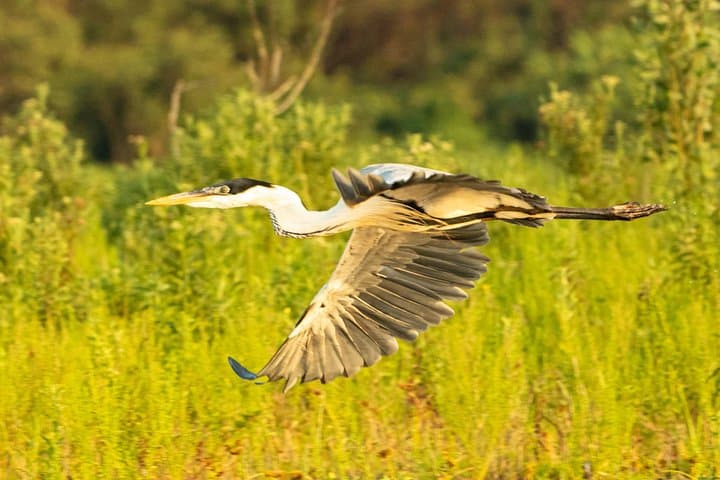 Paraguay River Wildlife Boat Tour from Asunción: Birds, Caimans & Wetlands photo 4