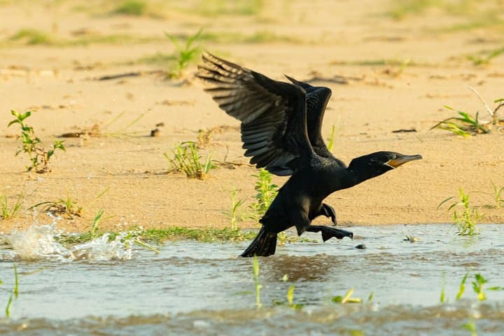 Paraguay River Wildlife Boat Tour from Asunción: Birds, Caimans & Wetlands photo 3