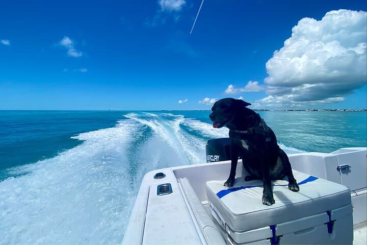 Discover the Vibrant Reefs of Key West: A Snorkeling Adventure with Salty Paws