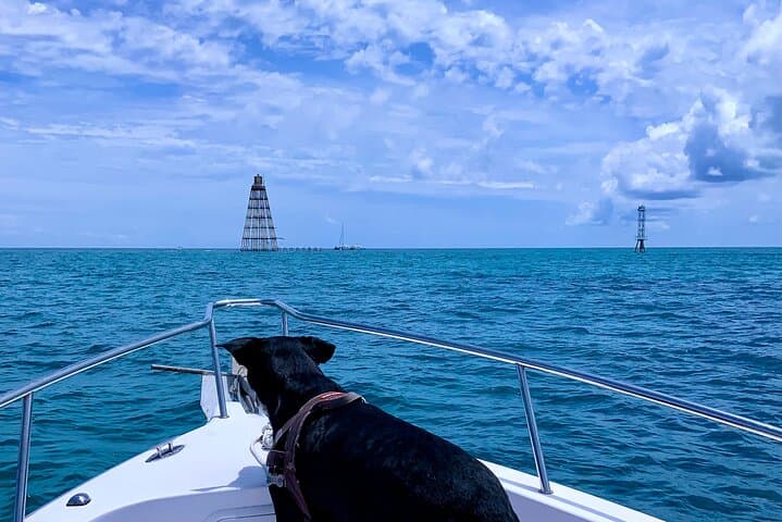 Discover the Vibrant Reefs of Key West: A Snorkeling Adventure with Salty Paws photo 2